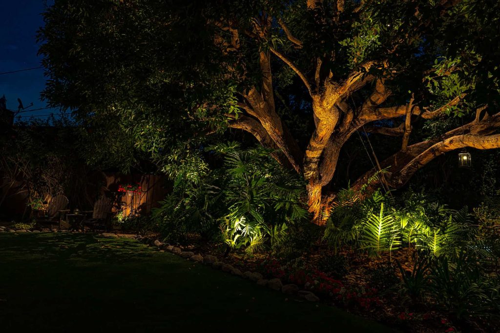 Eucalyptus Tree Lighting