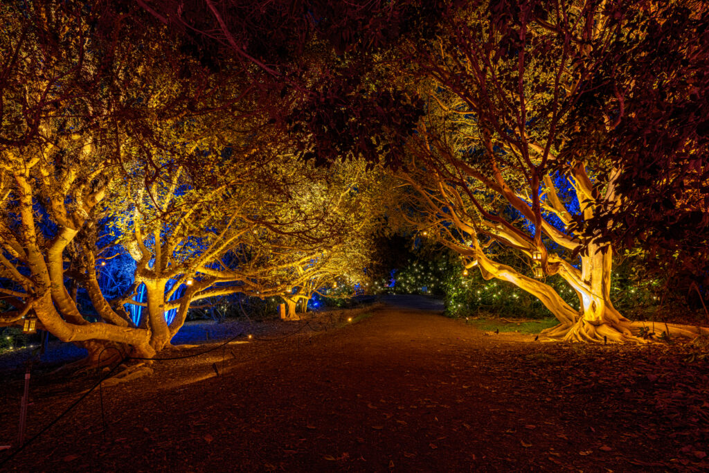 Lantern and 2200k Year 2