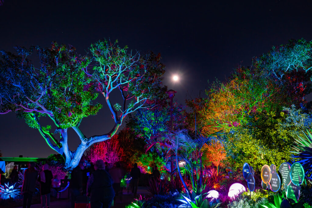 Promenade By Moonlight